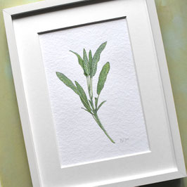 Salbei Aquarell Original