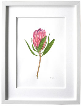 Originales Protee Aquarell
