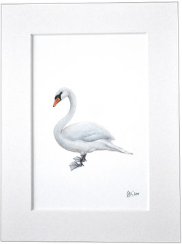 Höckerschwan Wandbild