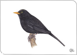 Postkarte Amsel