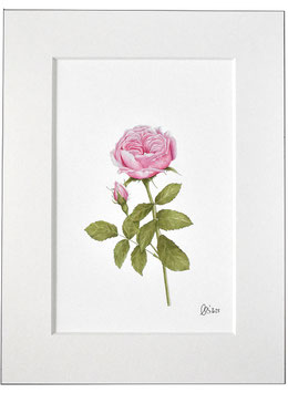 Damaszener-rose Kunstdruck rosa-gruen