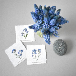 Herbarium-Mini Vergiss- meinnicht