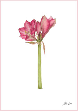 Amaryllis Ritterstern rot