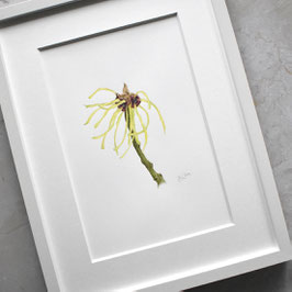 Zaubernuss Aquarell Original