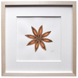 Sternanis Aquarell Original