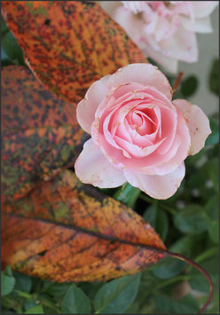 Rose mit Herbstblättern