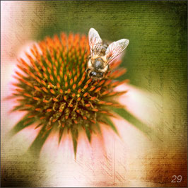 Biene auf Echinacea Vintage