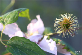 Verblühte Clematis