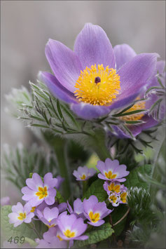 Anemone und Primeli A6