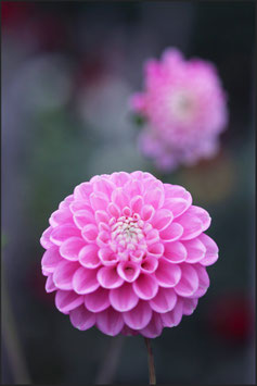Dahlienblüte