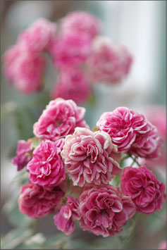 Pinke Röschen