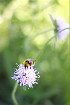 Hummel auf Skabiose