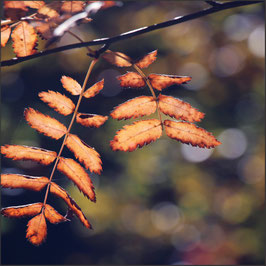 Herbstblätter