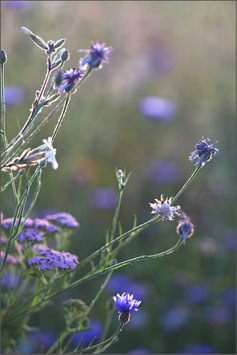 Wiesenblumen im Gegenlicht blau-violett
