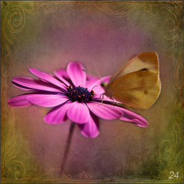 Schmetterling auf Margarite