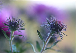 Asternblüten im Abendlicht