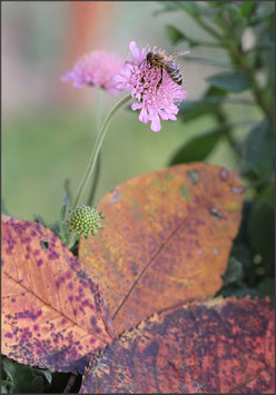 Biene, Skabiose und Herbstblätter