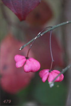 "Zötteli" in Pink