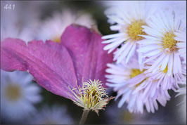 Verblühte Clematis mit Astern