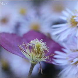 Verblühte Clematis