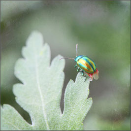 Bunter Käfer