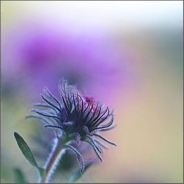 Aster in der Abendsonne