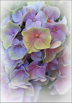 Hortensien Vintage 2