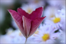 Clematis