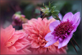 -Dahlien in Lachs-Pink-Lila