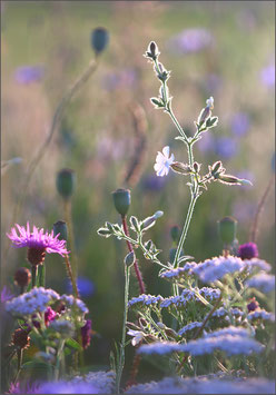 Wiesenblumen im Gegenlicht