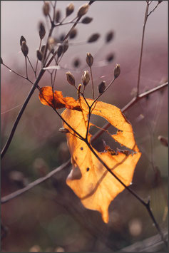Herbstblatt im Gegenlicht