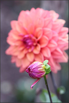 Dahlien in Lachs-Orange-Lila