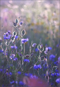 Wiesenblumen im Gegenlicht blau-lila