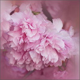 Japanische Kirschblüten quadratisch