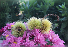 Kastanien auf Asternblüten