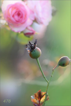 Verblühte Rosen