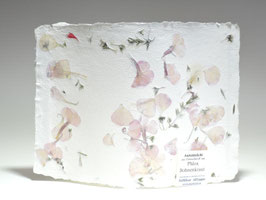 Auriolenlicht Phlox - Bohnenkraut