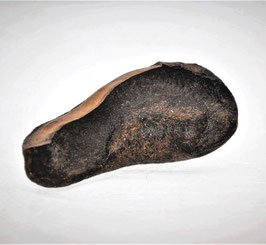 WALOHR, CETHOLITH, fossil