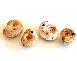 ROHAMMONITEN, fossil