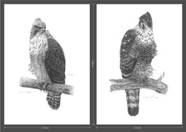 幼鳥と成鳥（雌）の2枚１組セット　B２版