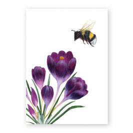 Postkarte Krokus & Erdhummel | Atelier Baldrian & Hackel