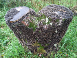 Turkey Tail Mushroom Plug Spawn