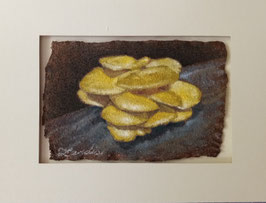 Golden Oyster on Log