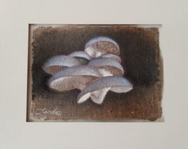 Blue Grey Oyster Cluster