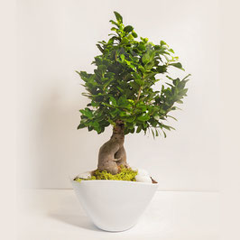 BONSAI