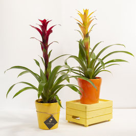 ORNAMENTALI VASO DECO