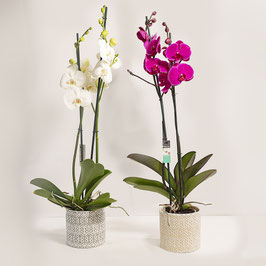 ORCHIDEE