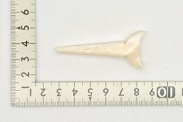 Peg:Whale Tail ＃11