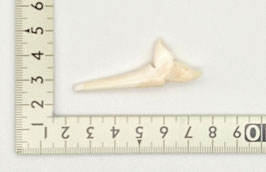 Peg:Whale Tail ＃12
