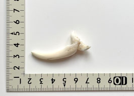 Peg:Whale Tail ＃18
